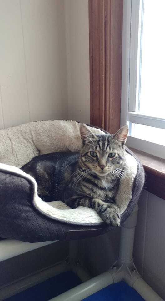 Cooper, an adopted Tabby in Plainville, MA_image-2