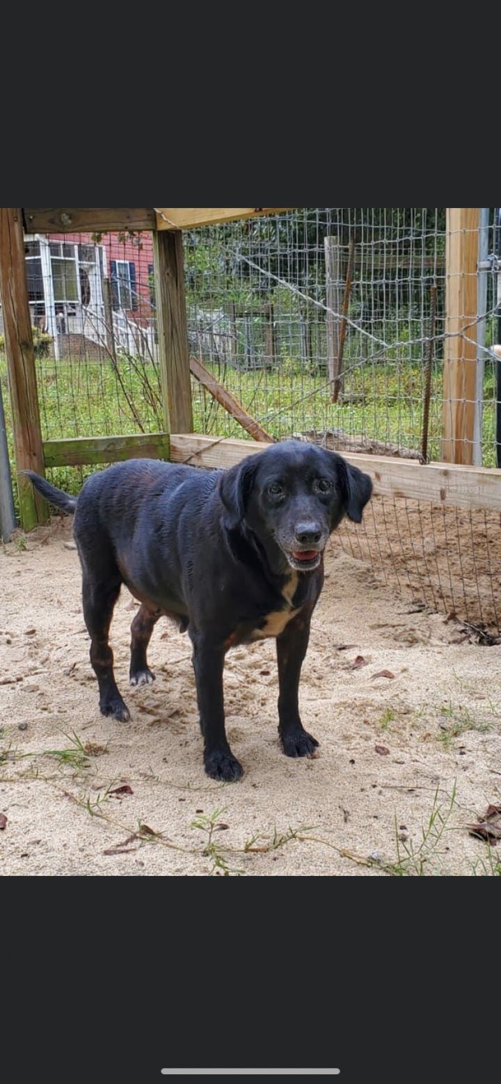 Gracie, an adopted Labrador Retriever Mix in Orangeburg, SC_image-1