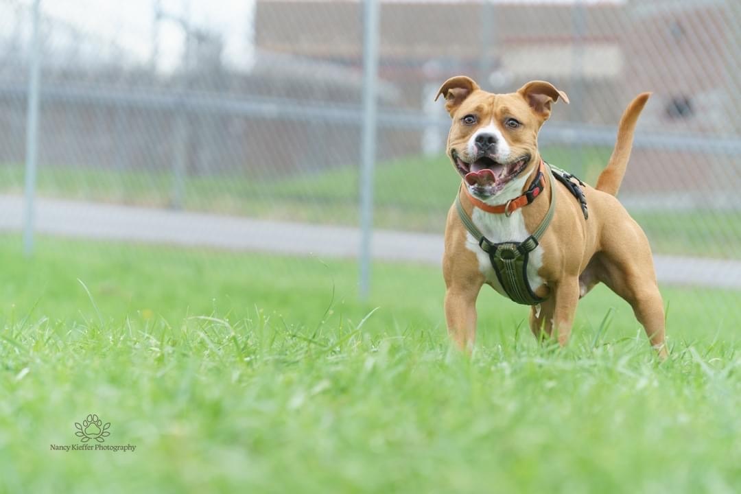 Boston James, an adoptable Pit Bull Terrier in Jamesville, NY, 13078 | Photo Image 1