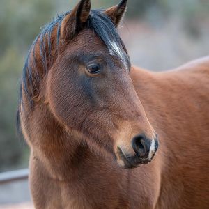 Zina, Adult Female unknown