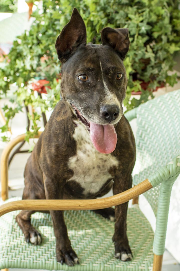 can a american staffordshire terrier and a australian cattle dog be friends