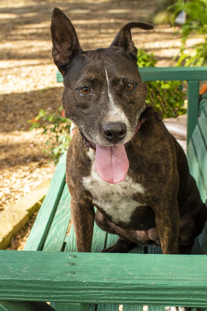 can a american staffordshire terrier and a australian cattle dog be friends