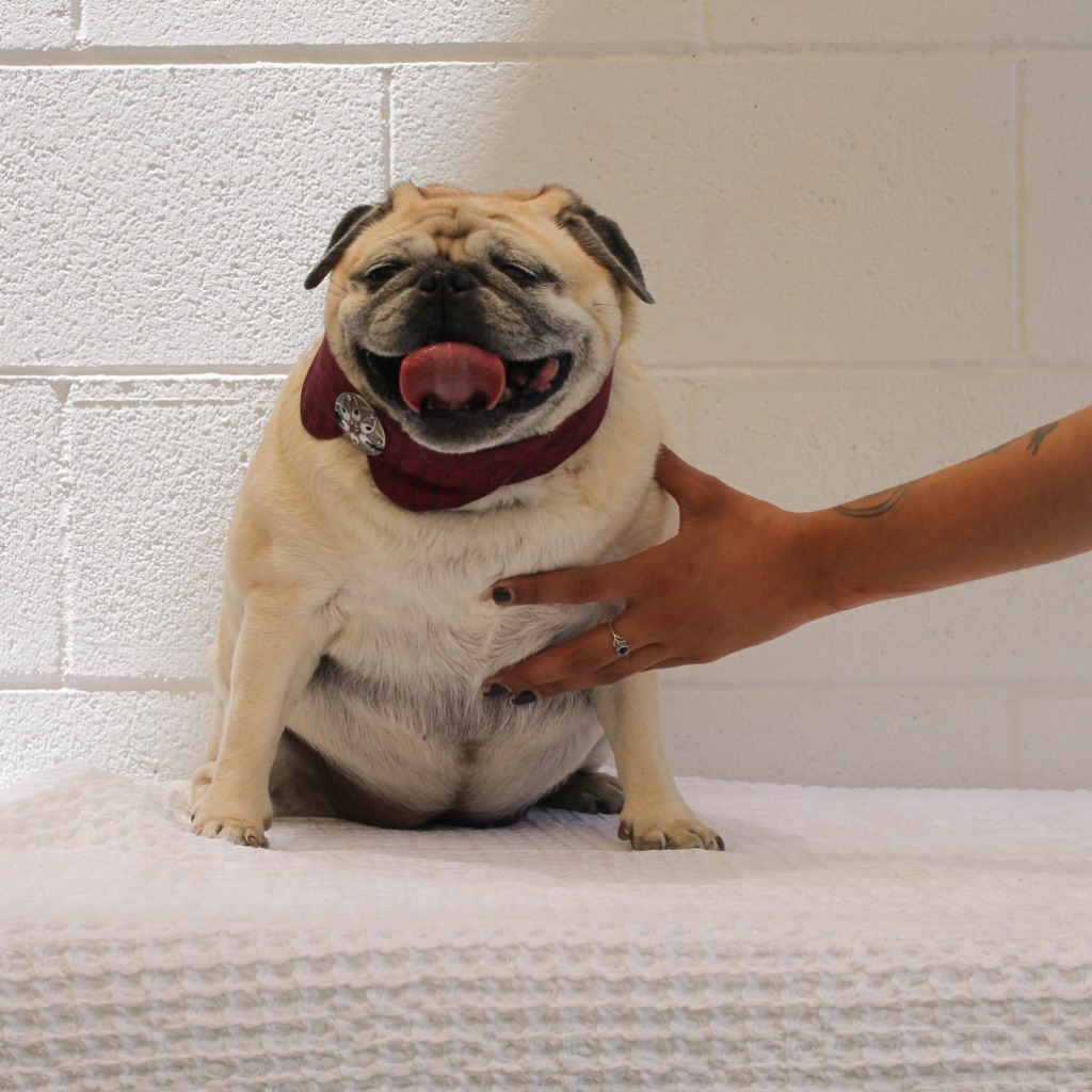 Jilly Puff, an adoptable Pug in Gardena, CA, 90248 | Photo Image 1