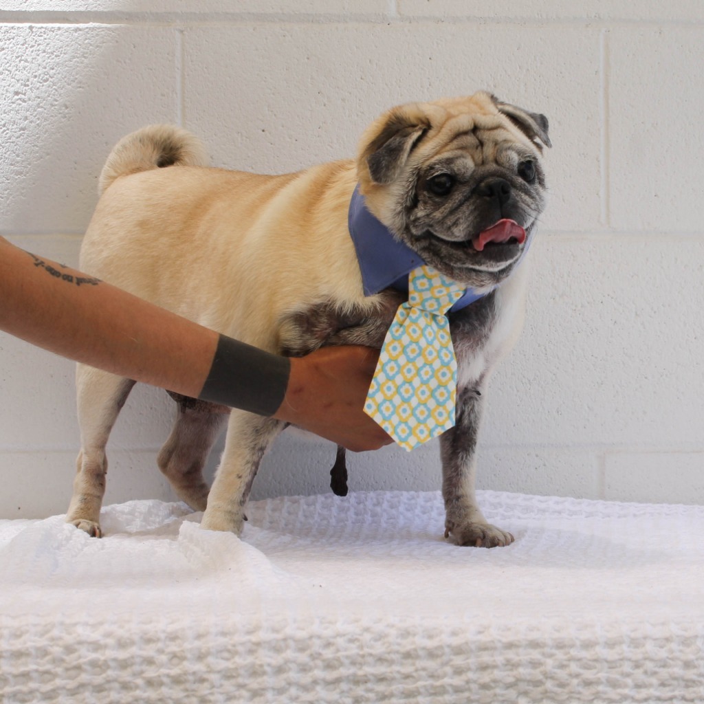 Fani, an adoptable Pug in Gardena, CA, 90248 | Photo Image 1