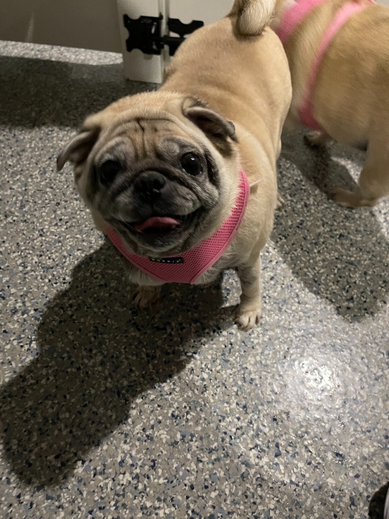 Fani, an adoptable Pug in Gardena, CA, 90248 | Photo Image 2