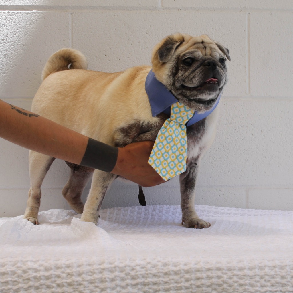 Fani, an adoptable Pug in Gardena, CA, 90248 | Photo Image 3