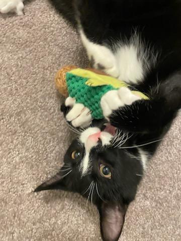 Mervin, an adopted Tuxedo & Domestic Short Hair Mix in East Lansing, MI_image-4