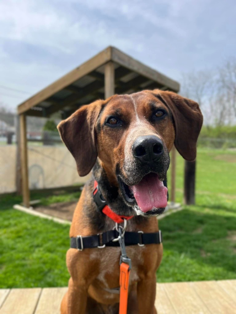 Turbo, an adoptable Hound in Hamilton, OH, 45013 | Photo Image 1