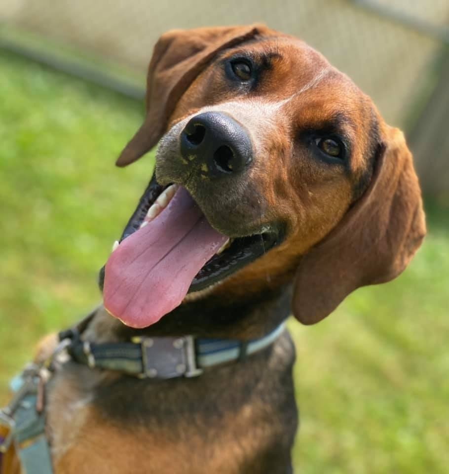 Turbo, an adoptable Hound in Hamilton, OH, 45013 | Photo Image 2