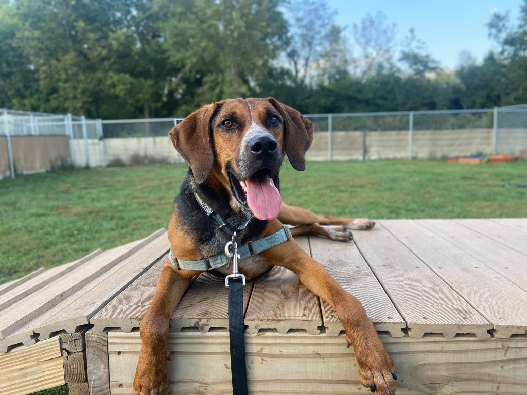 Turbo, an adoptable Hound in Hamilton, OH, 45013 | Photo Image 3