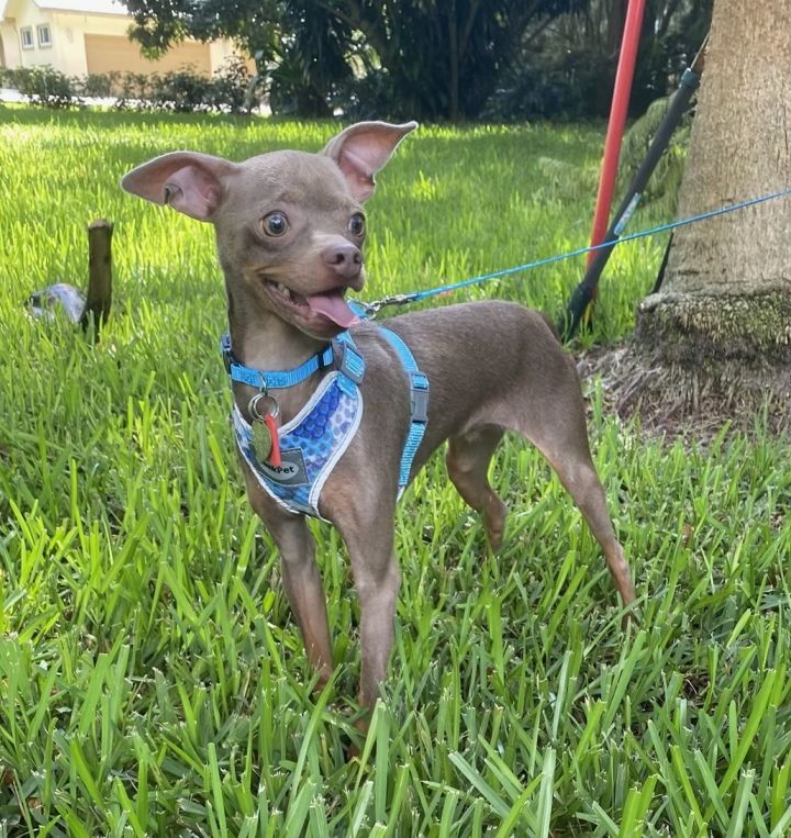 Sonar, an adopted Italian Greyhound & Chihuahua Mix in Davie, FL_image-3