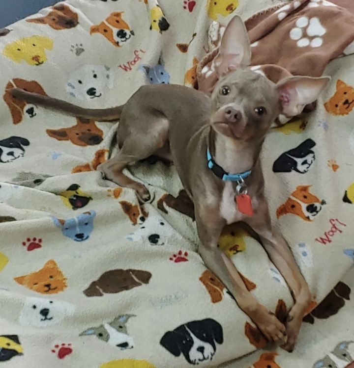 Sonar, an adopted Italian Greyhound & Chihuahua Mix in Davie, FL_image-4
