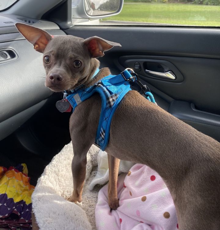 Sonar, an adopted Italian Greyhound & Chihuahua Mix in Davie, FL_image-5