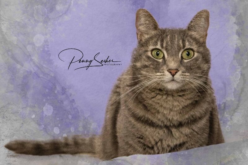 Mardi Gras, an adoptable Tabby in Belton, MO, 64012 | Photo Image 1