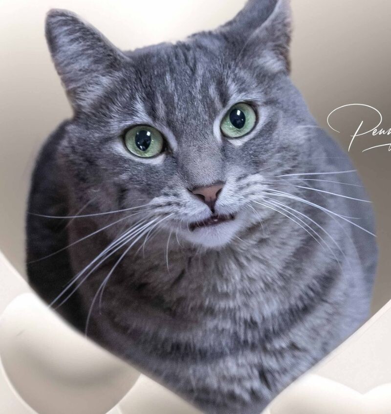 Mardi Gras, an adoptable Tabby in Belton, MO, 64012 | Photo Image 2