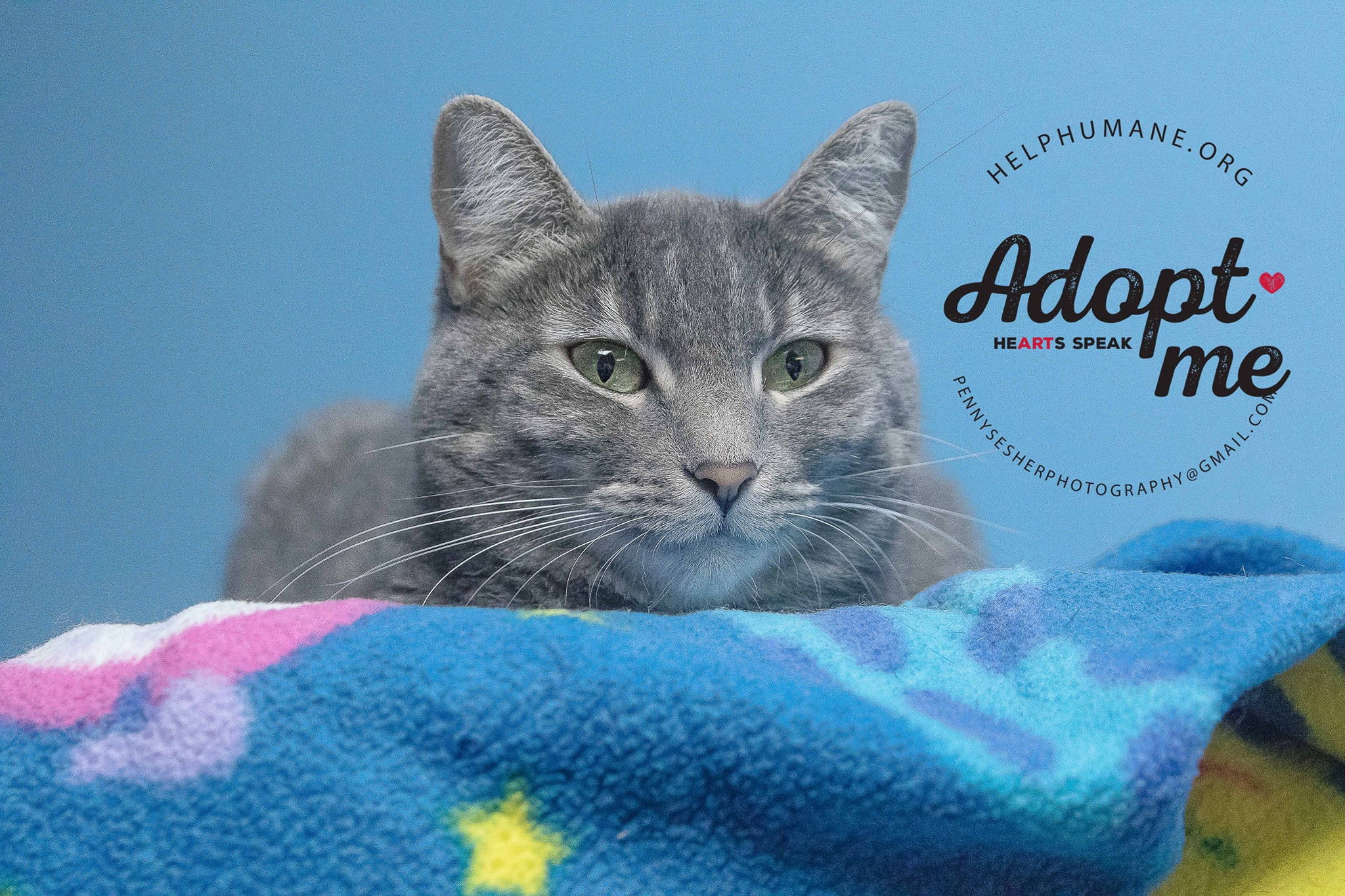 Mardi Gras, an adoptable Tabby in Belton, MO, 64012 | Photo Image 4