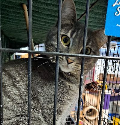 Mardi Gras, an adoptable Tabby in Belton, MO, 64012 | Photo Image 5