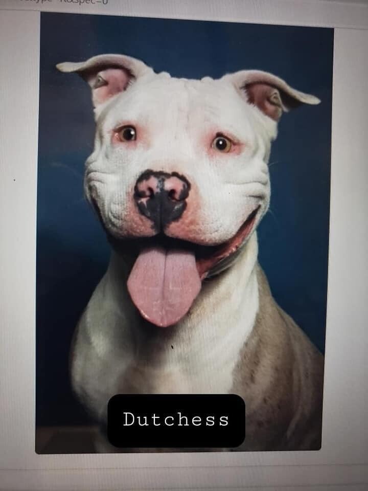 Dutchess, an adoptable American Bulldog, Pit Bull Terrier in Leonardtown, MD, 20650 | Photo Image 1
