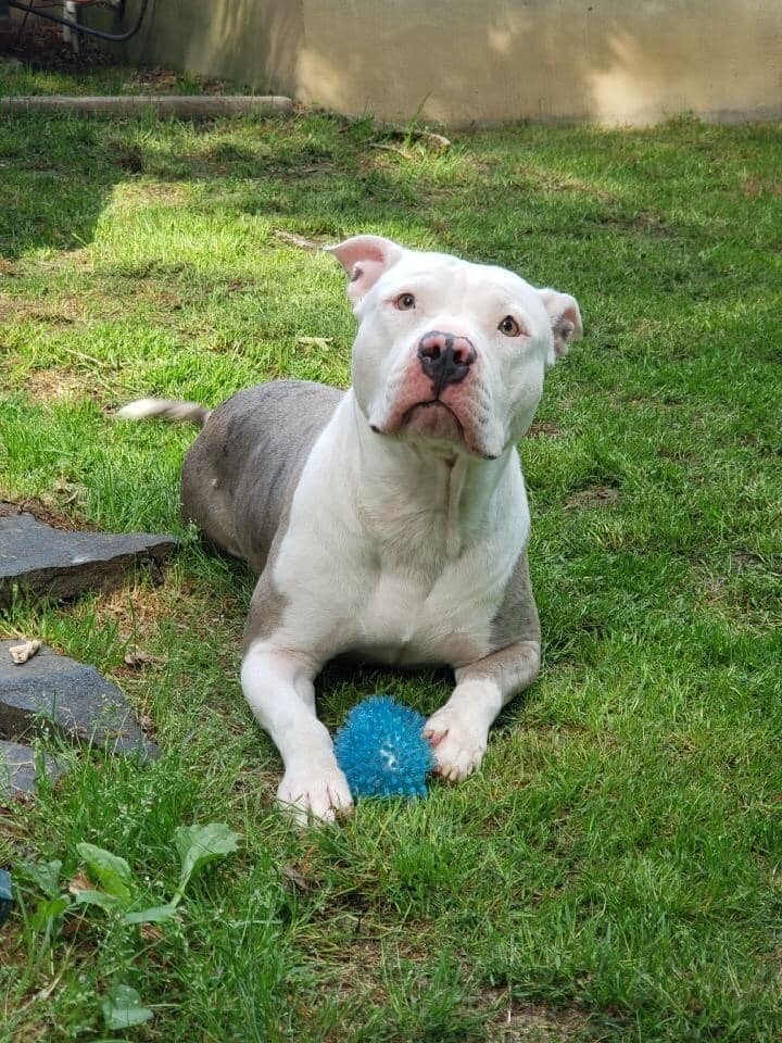 Dutchess, an adoptable American Bulldog, Pit Bull Terrier in Leonardtown, MD, 20650 | Photo Image 2