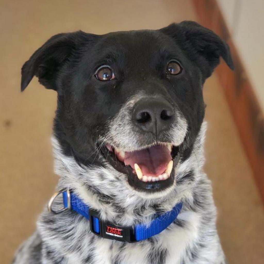 Riff Raff, an adoptable Cattle Dog, Labrador Retriever in Kanab, UT, 84741 | Photo Image 1