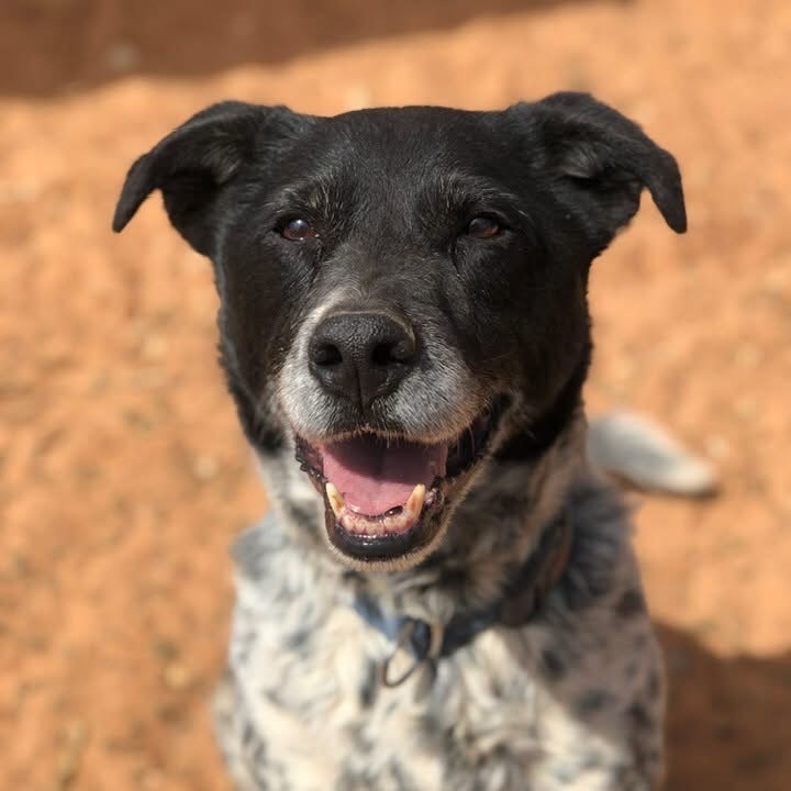 Riff Raff, an adoptable Cattle Dog, Labrador Retriever in Kanab, UT, 84741 | Photo Image 1