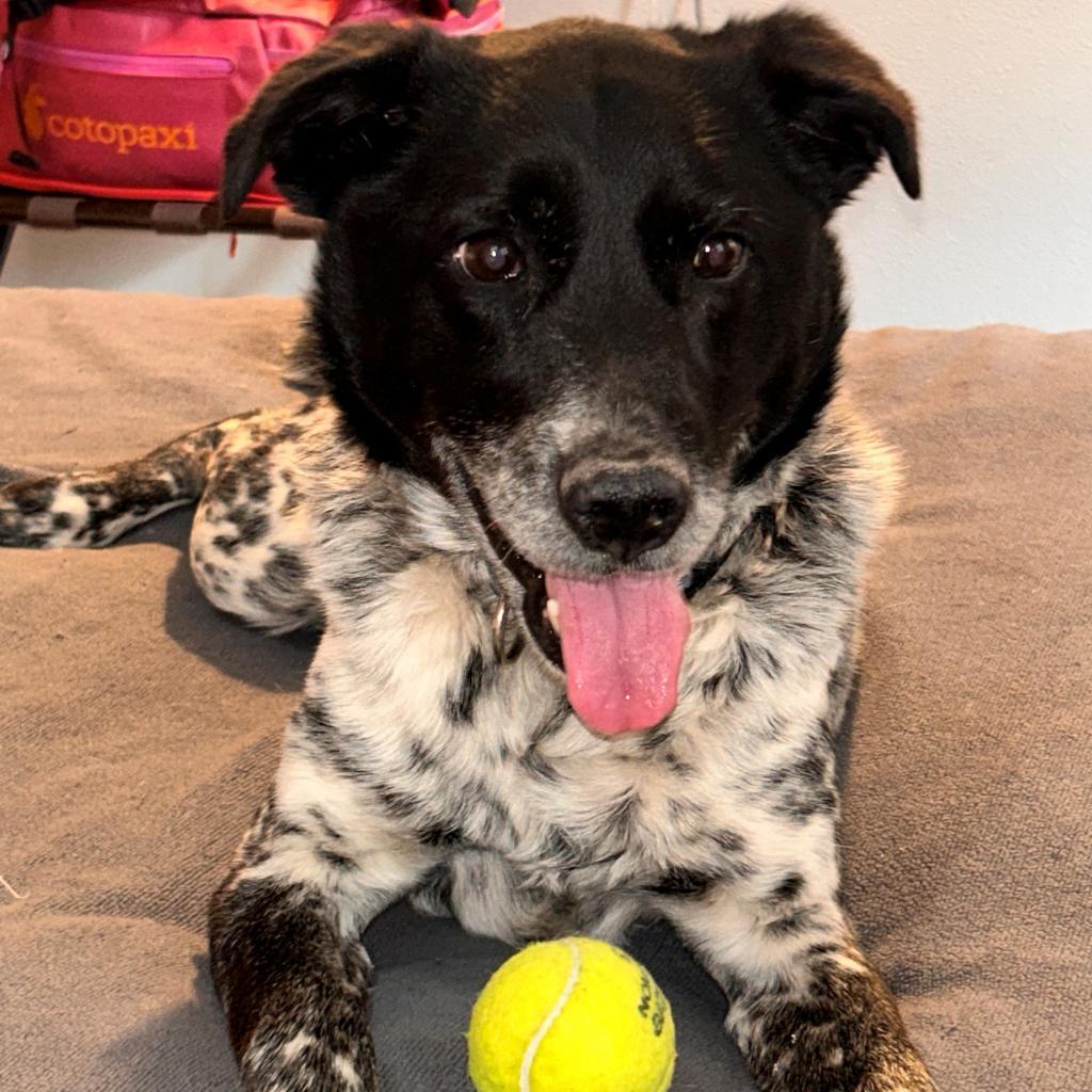 Riff Raff, an adoptable Cattle Dog, Labrador Retriever in Kanab, UT, 84741 | Photo Image 3