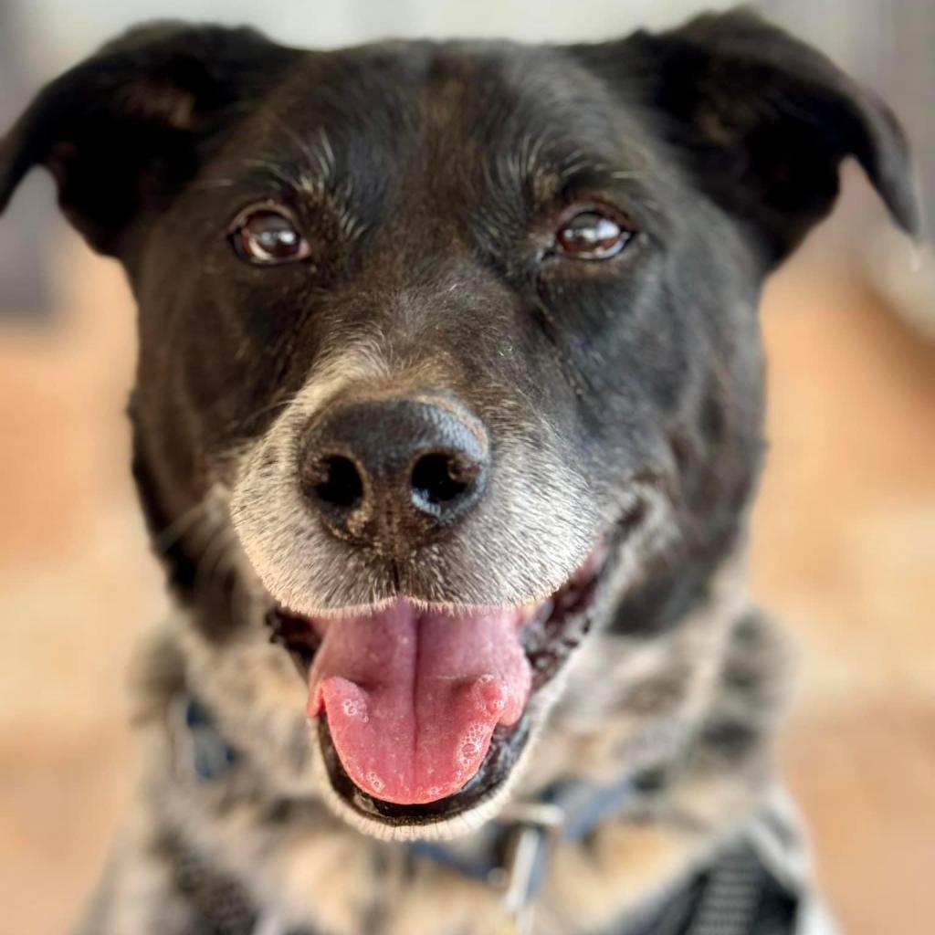 Riff Raff, an adoptable Cattle Dog, Labrador Retriever in Kanab, UT, 84741 | Photo Image 3