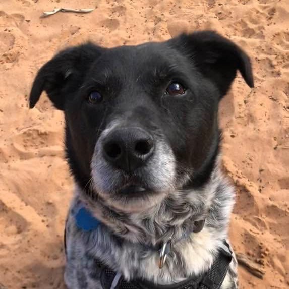 Riff Raff, an adoptable Cattle Dog, Labrador Retriever in Kanab, UT, 84741 | Photo Image 5