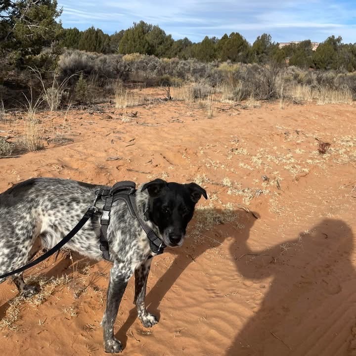 Riff Raff, an adoptable Cattle Dog, Labrador Retriever in Kanab, UT, 84741 | Photo Image 6
