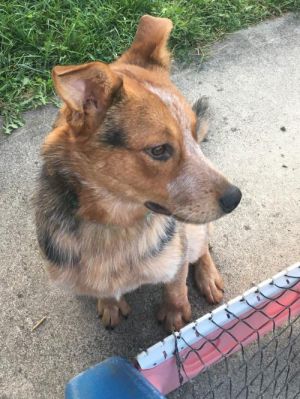 Dogs For Adoption Near Fishers In Petfinder