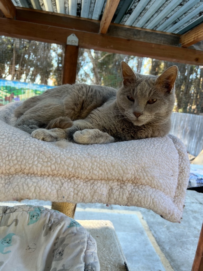 Mai / Tai, an adoptable Domestic Medium Hair, Chinchilla in Napa, CA, 94559 | Photo Image 1