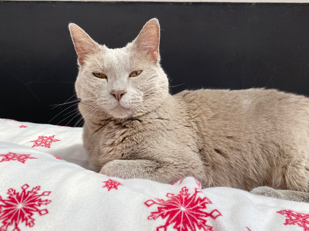 Mai / Tai, an adoptable Domestic Medium Hair, Chinchilla in Napa, CA, 94559 | Photo Image 3