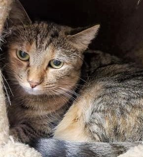 Ava, an adoptable Domestic Short Hair in Leonardtown, MD, 20636 | Photo Image 1