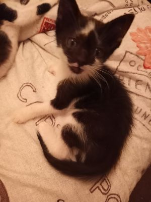 Marble is one of 4 kittens and would love to be adopted with either one of her b
