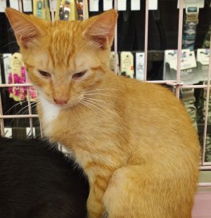 Woody is one of 4 kittens and would love to be adopted with either one of his si
