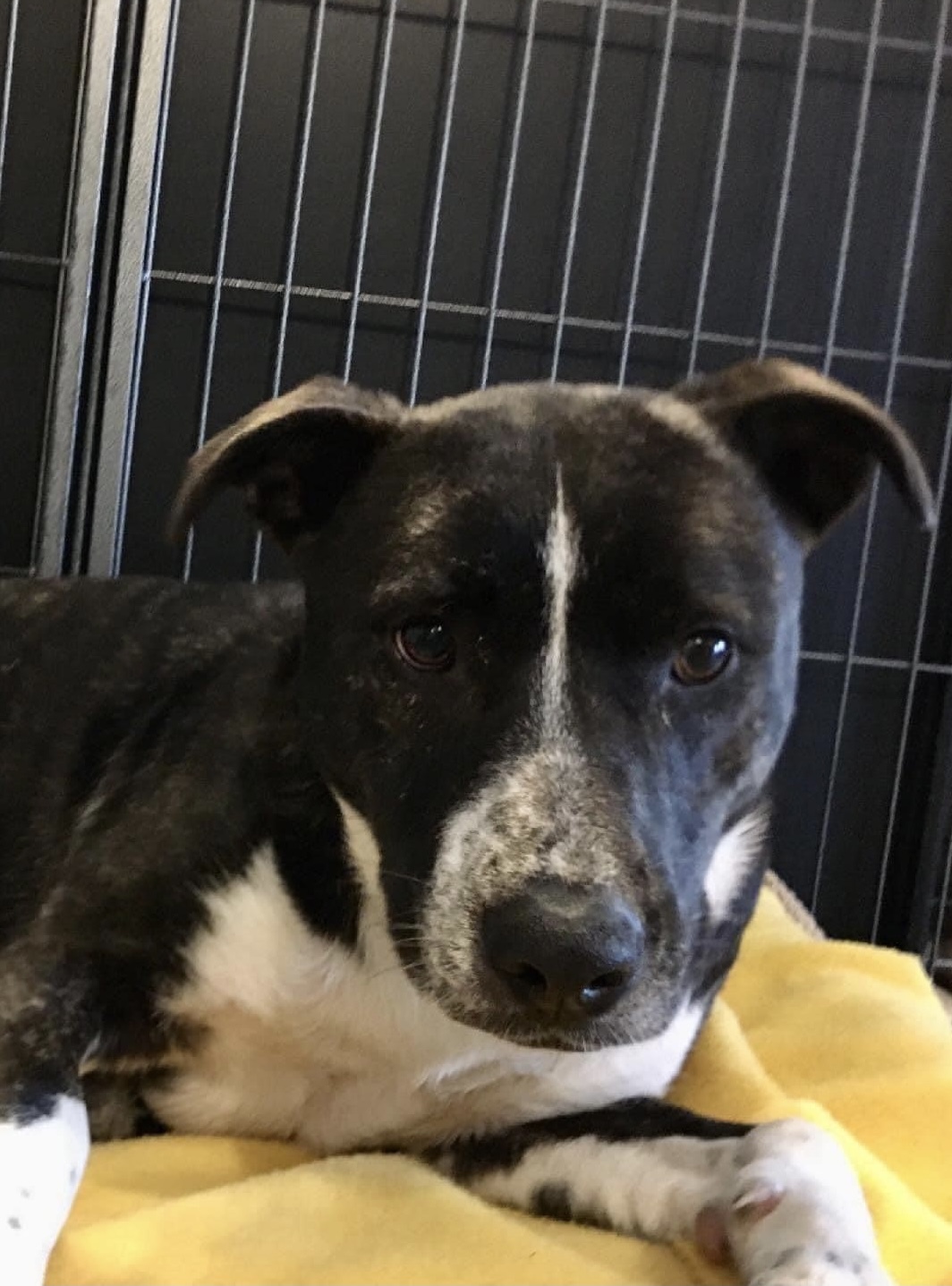 Emily, an adoptable Labrador Retriever, Pit Bull Terrier in Scranton, PA, 18509 | Photo Image 3