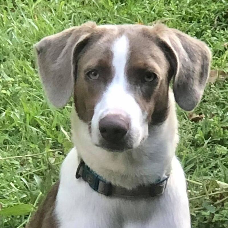 MayMay, an adoptable Hound, Australian Shepherd in Baton Rouge, LA, 70806 | Photo Image 2