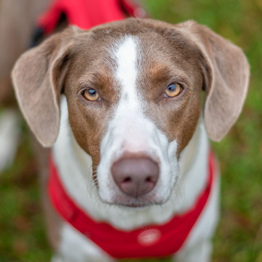 MayMay, an adoptable Hound, Australian Shepherd in Baton Rouge, LA, 70806 | Photo Image 1