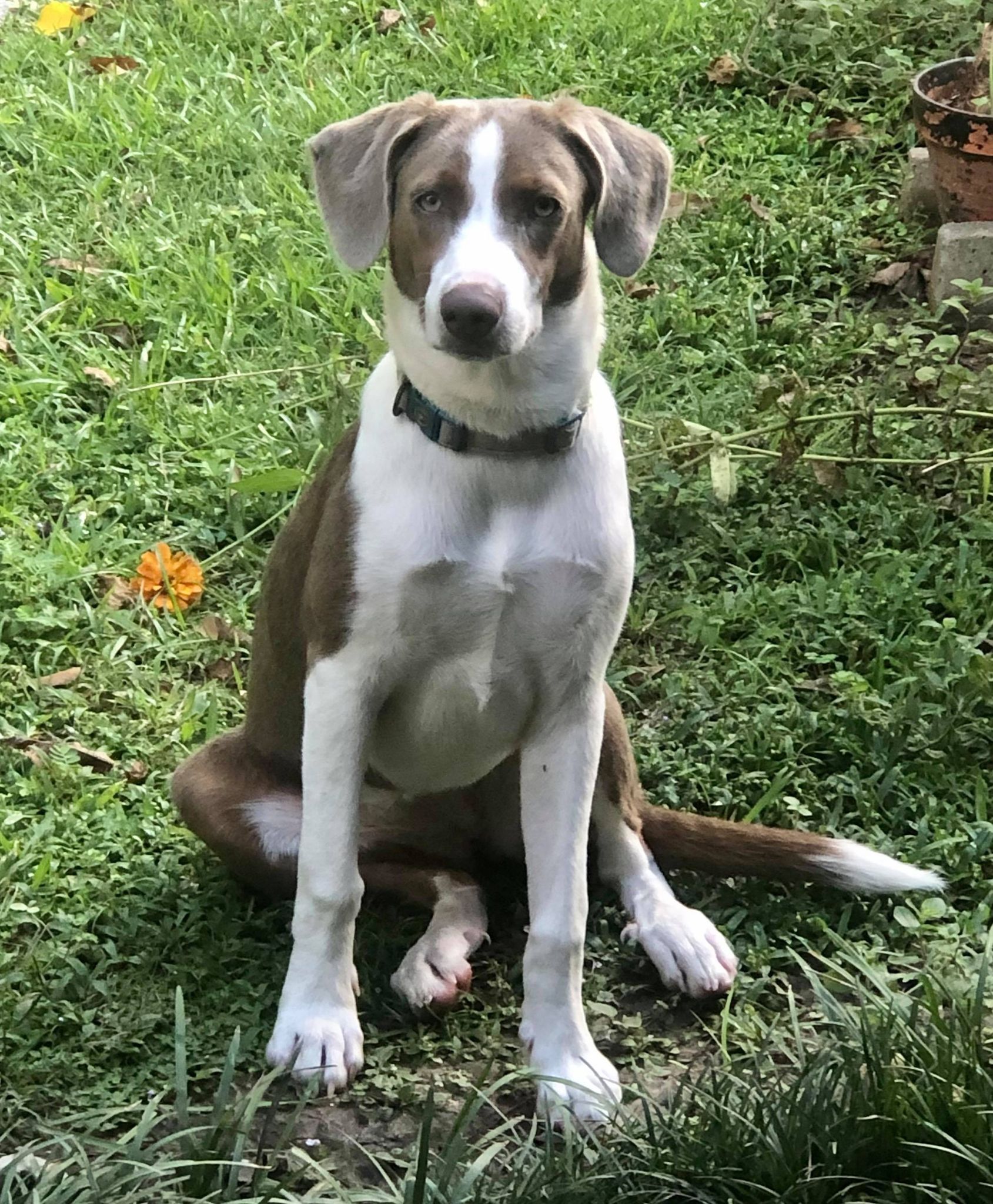 MayMay, an adoptable Hound, Australian Shepherd in Baton Rouge, LA, 70806 | Photo Image 3