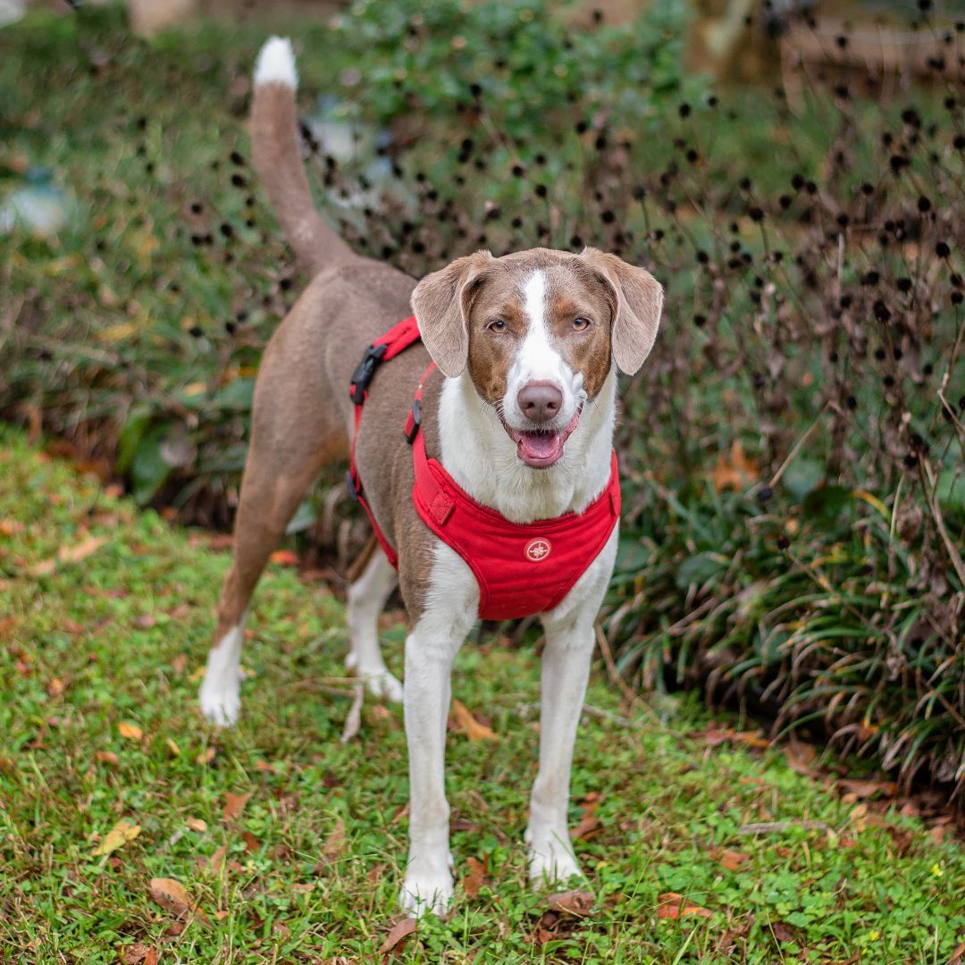 MayMay, an adoptable Hound, Australian Shepherd in Baton Rouge, LA, 70806 | Photo Image 4