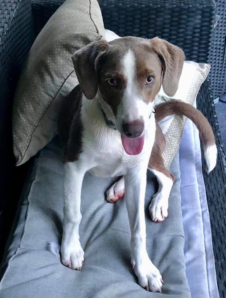 MayMay, an adoptable Hound, Australian Shepherd in Baton Rouge, LA, 70806 | Photo Image 5