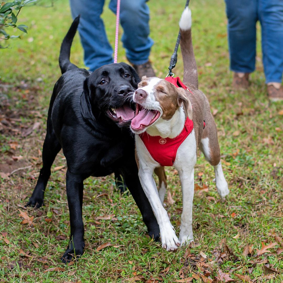 MayMay, an adoptable Hound, Australian Shepherd in Baton Rouge, LA, 70806 | Photo Image 6