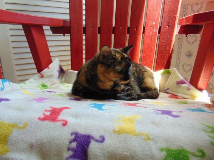 Susie, an adopted Domestic Short Hair & Tortoiseshell Mix in Cincinnati, OH_image-2