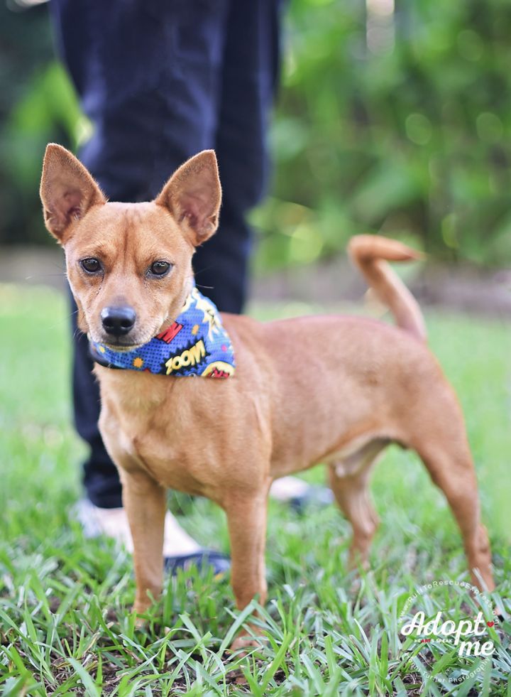 Rex, an adopted Chihuahua & Dachshund Mix in Kingwood, TX_image-4