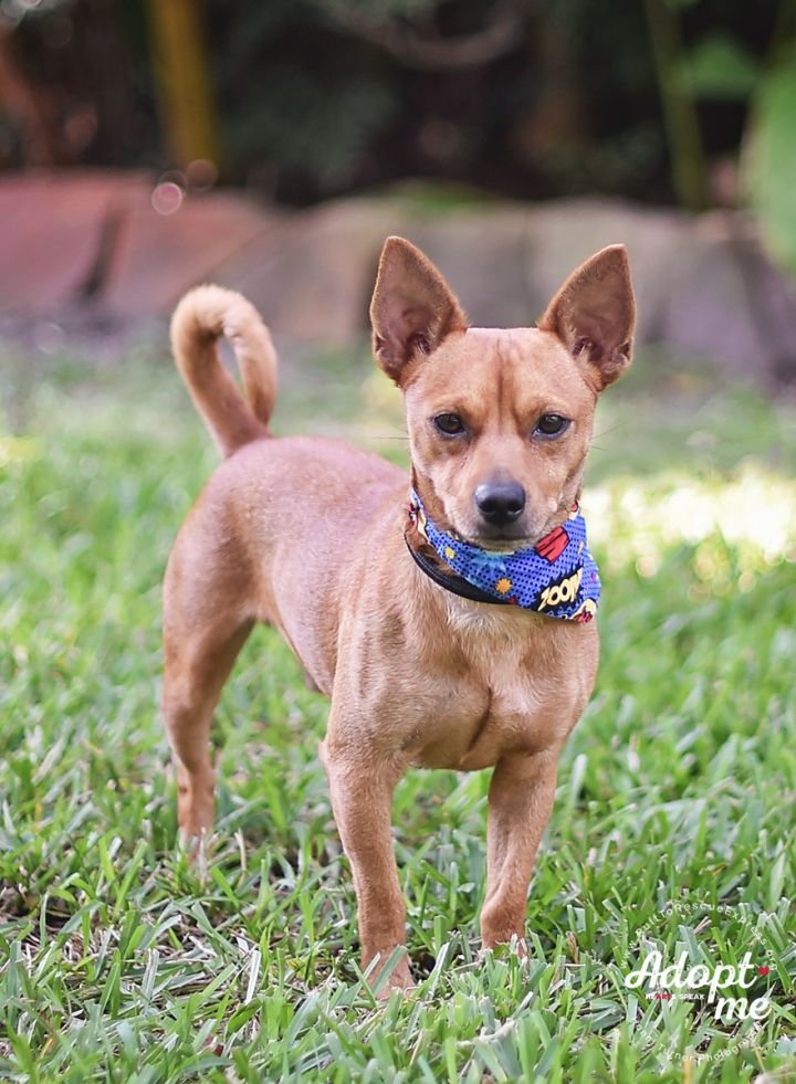 Rex, an adopted Chihuahua & Dachshund Mix in Kingwood, TX_image-5