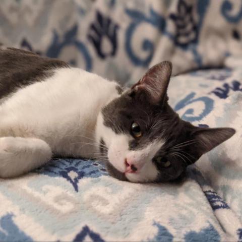 Kew, an adoptable Domestic Short Hair in Camarillo, CA, 93010 | Photo Image 1