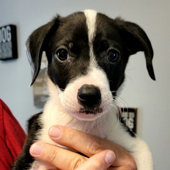 Apple Jack, an adopted Mixed Breed in Bloomington, IL_image-1