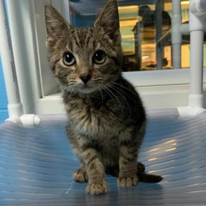 Goody Goody Gumdrop, an adoptable Domestic Short Hair in Portsmouth, OH, 45662 | Photo Image 4