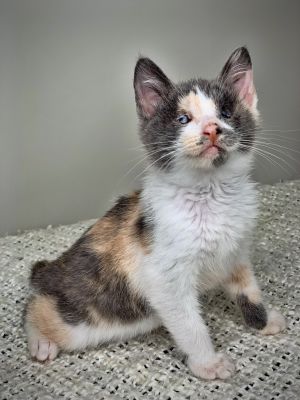 Gwendolyn Calico Cat