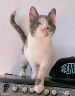 Gwendolyn Calico Cat
